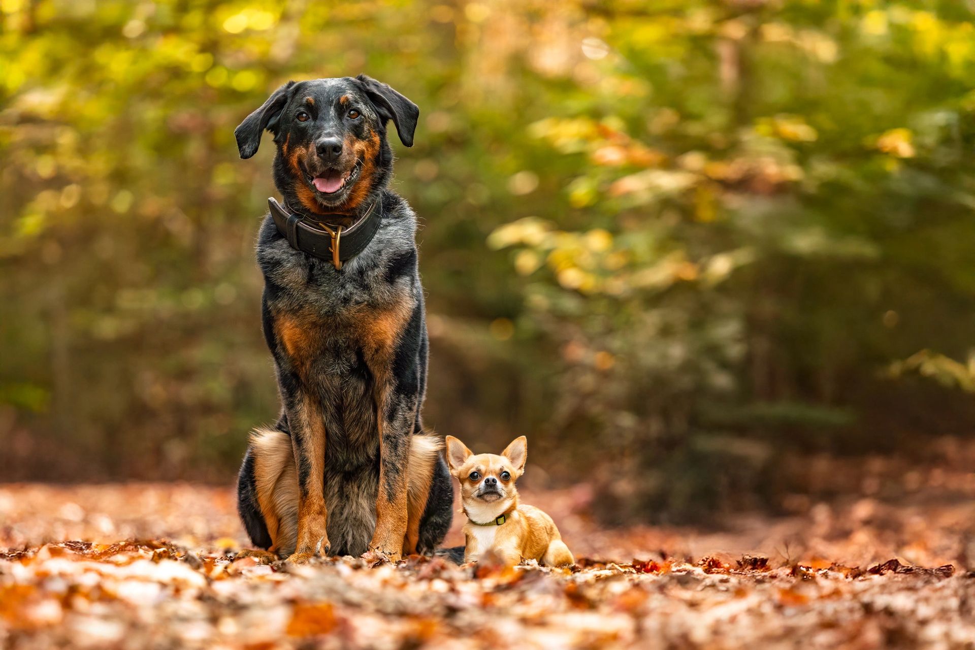 Autumn pet portrait with fall foliage